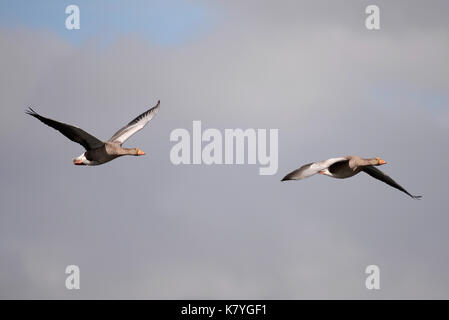 Anser anser di oche Greylag nella famiglia di uccelli acquatici Anatidae che sorvolano il Serpentine a Hyde Park, Londra. Coppia Foto Stock