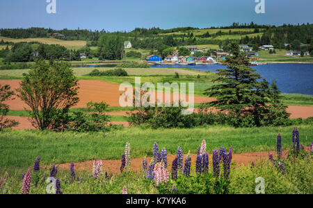 Bellissimo paesaggio rurale di Prince Edward Island, Canada. campo di lupini selvatici in primo piano Foto Stock