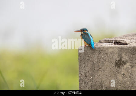 Comune di palissonatura kingfisher (Alcedo athis) Foto Stock
