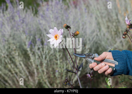 Giardiniere deadheading Dahlia 'Classic rosamunde' fiori con secateurs in un giardino inglese. Regno Unito Foto Stock