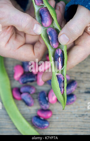 Phaseolus coccineus. Giardiniere apertura di un Runner bean 'Scarlet Imperatore' pod di sementi che vengono raccolti per i prossimi anni sementi Foto Stock