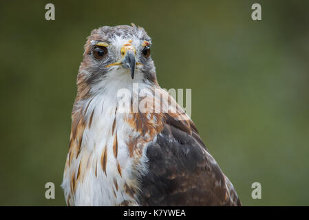 Un molto vicino a mezza lunghezza Ritratto di un rosso tailed hawk staring inquisitively verso destra contro una pianura naturale sfondo verde Foto Stock