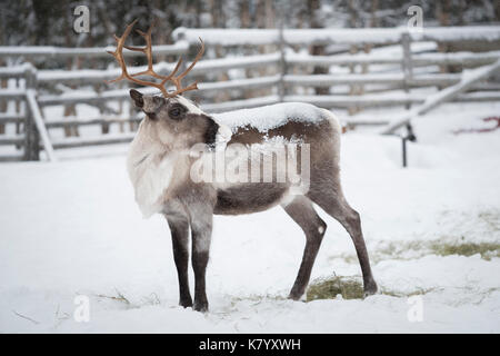 Renna nella neve, Lapponia, Finlandia Foto Stock