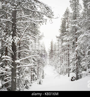 Foresta con neve, Kuertunturi, Äkäslompolo, Lapponia, Finlandia Foto Stock