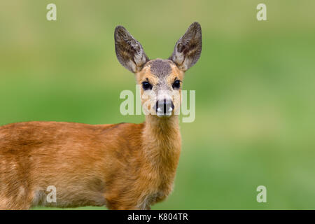 Il capriolo Capreolus capreolus, animale in erba. molla nella natura. estate cervi sul campo. Foto Stock