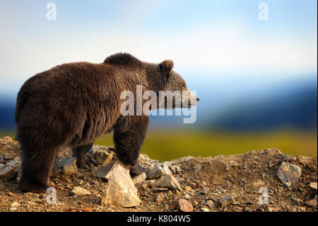 Grande orso bruno in natura habitat. wildlife scena dalla natura. animali pericolosi in natura Foto Stock