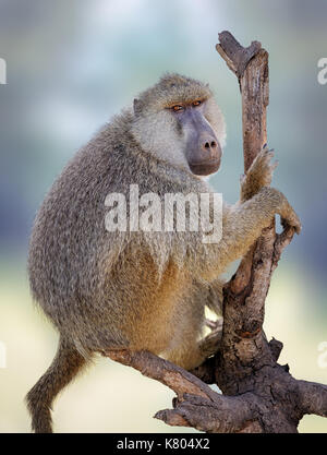 Giovane babbuino oliva (papio anubis) nel Masai Mara Parco Nazionale del Kenya. Africa Foto Stock