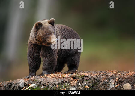 Grande orso bruno in natura habitat. wildlife scena dalla natura. animali pericolosi in natura Foto Stock