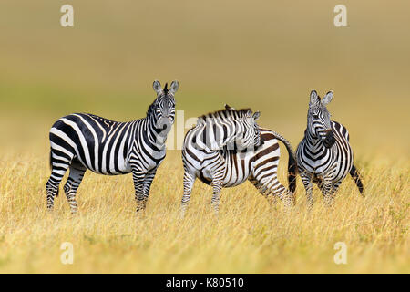 Zebra in erba habitat Natura, parco nazionale del Kenya. wildlife scena dalla natura, Africa Foto Stock