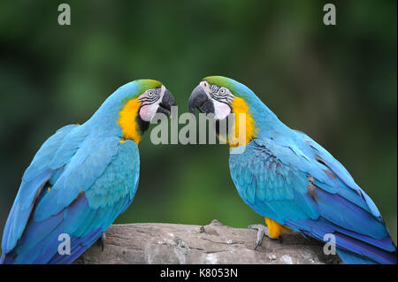 Wild Bird parrot, blue parrot grande-green macaw, ara ambigua. wild uccello raro in natura habitat. Big Blue Parrot seduta sul ramo Foto Stock