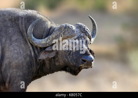 Bufalo africano, grosso animale nella natura habitat, il parco nazionale del Kenya, Africa Foto Stock