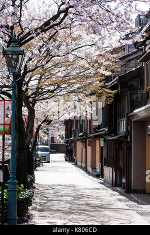 Kazue popolare-machi Chaya, periodo Edo street mix di legno tradizionale ryokan giapponese, locande e alloggiamento, di fronte, fiori di ciliegio e fiume. Foto Stock