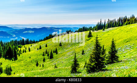 Escursioni attraverso prati alpini ricoperto di fiori selvatici in montagna vicino a Sun i picchi del shuswap highlands nel centro di British Columbia, Canada Foto Stock