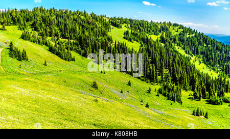 Escursioni attraverso prati alpini ricoperto di fiori selvatici in montagna vicino a Sun i picchi del shuswap highlands nel centro di British Columbia, Canada Foto Stock