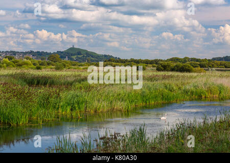 Glastonbury Tor visto dall'allagato torba lavorazioni che sono ora la RSPB Prosciutto Riserva di parete, Somerset, Inghilterra, Regno Unito Foto Stock