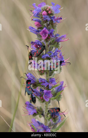 Burnett (falena zygaena filipendulae) visto durante la primavera in Northumberland, Regno Unito. Foto Stock