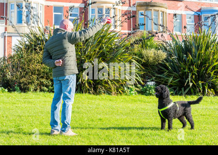 L'uomo tenendo una palla di fronte al suo Labradoodle nero cane in un parco pubblico Foto Stock