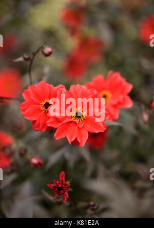 Fiori rossi con fuoco morbido fiori rossi sfocati sullo sfondo nel nord del galles uk Foto Stock