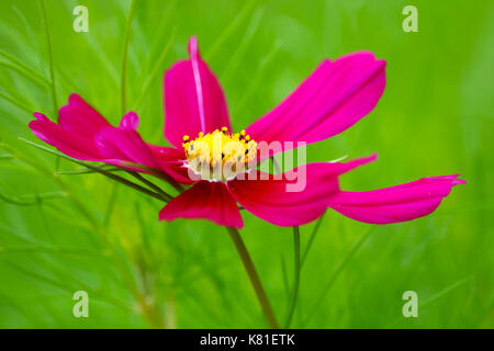 Viola luminoso giardino rosa cosmo sbocciare dei fiori nella parte anteriore di uno sfocato sfondo verde Foto Stock