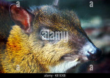 Testa di una minor mouse-cervo con una lunga brosmio dente canino Foto Stock