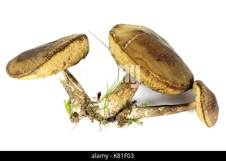 La betulla boletes isolati su sfondo bianco Foto Stock