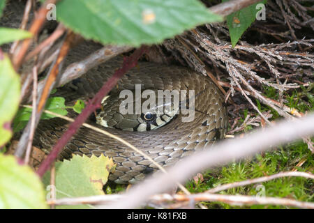 Serpente d'erba (Natrix helvetica) crogiolarsi nella brughiera, Regno Unito Foto Stock