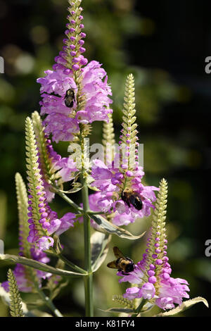 I Bombi impollinatori i fiori viola di erbacee perenni pianta obbediente cultivar variegato in un giardino canadese Foto Stock