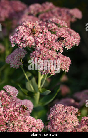 Rosa autunno sedum gioia i fiori con le api da miele, volare e carta wasp alimentando il nettare in autunno a Toronto Foto Stock