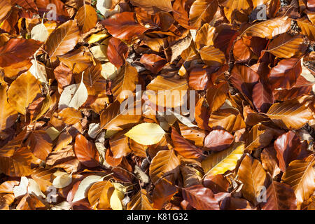 Close up texture di sfondo dei caduti in faggio marrone le foglie in autunno o cadere visto dal lato di overhead illuminata dal sole Foto Stock