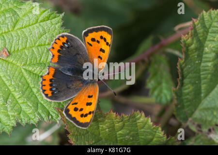 Piccola di rame (farfalla Lycaena phlaeas) crogiolarsi su Rovo foglie Foto Stock