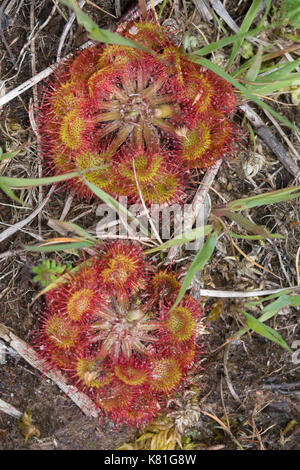 Close-up della pianta carnivora, round-lasciava sundew (drosera rotundifolia) Foto Stock