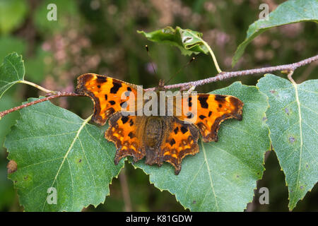 Virgola butterfly (Polygonia c-album) Foto Stock