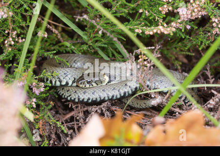 Serpente d'erba (Natrix helvetica) che si crogiola nella brughiera, Inghilterra, Regno Unito Foto Stock