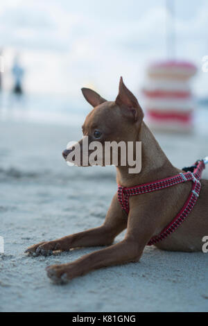 Felice carino Miniature pinscher zenzero rilassante sulla spiaggia sabbiosa tropicale più sfocato il mare e il cielo sullo sfondo Foto Stock