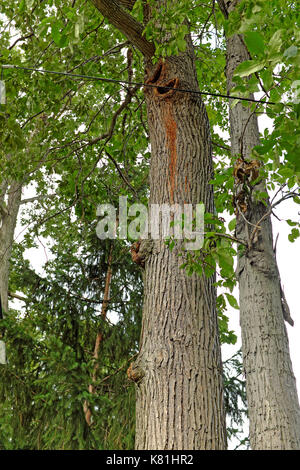 Estate fogliame dei nativi americani alberi di quercia avviene a fianco di porzioni malate della struttura a Cleveland, Ohio, USA. Foto Stock