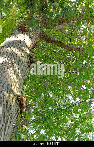 Estate fogliame dei nativi americani alberi di quercia avviene a fianco di porzioni malate della struttura a Cleveland, Ohio, USA. Foto Stock