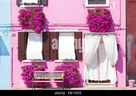 Rosa luminosa casa Burano con finestra di petunia scatole, Venezia, Italia e un banco rustico di fronte ad esso. Tende bianche in windows e porta Foto Stock