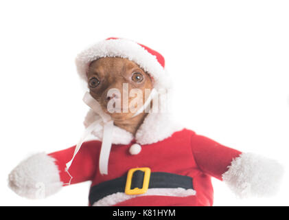 Primo piano della cute Miniature pinscher zenzero in santa claus costume isolate su muro bianco sullo sfondo Foto Stock