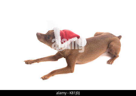 Primo piano della cute Miniature pinscher zenzero in santa claus hat isolate su muro bianco sullo sfondo Foto Stock