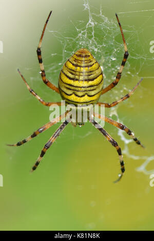 Wasp Spider Foto Stock