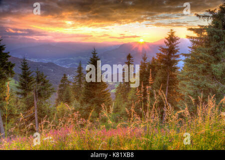 Tramonto dietro la catena montuosa, davanti abete e prato alpino, Berchtesgadener Land, Germania Foto Stock