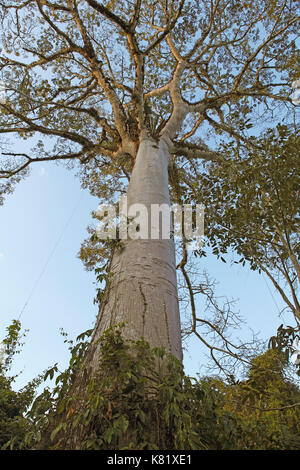 Il filo interdentale in seta tree (ceiba speciosa), selva lacandona, nello Stato del Chiapas, Messico Foto Stock