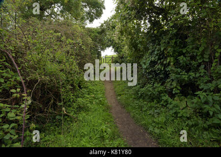 Un percorso attraverso i boschi che conducono a un gateway suggerendo mistero e una destinazione sconosciuta. un sentiero di bosco che conduce verso un gateway. Foto Stock