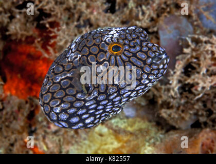 Vista ravvicinata di un bambino mappa pufferfish (Arothron mappa). Ad Ambon, Indonesia. Foto Stock