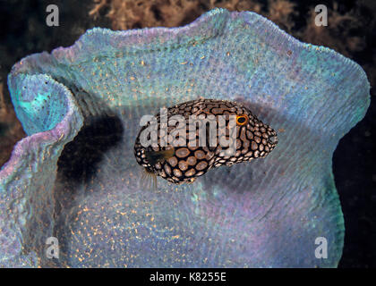 I capretti mappa pufferfish cerca rifugio all'interno del vaso di bioluminescenza spugna. Ad Ambon, Indonesia. Foto Stock