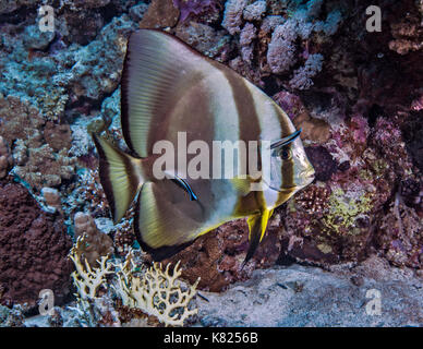 Bluestreak wrasse sciame su grandi batfish in corrispondenza di una stazione di pulizia. Mar Rosso, Egitto meridionale. Foto Stock