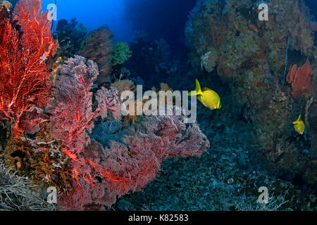 Coralli sani a prosperare nel canyon sottomarino alimentato da corrente costante di nutriente-ricco d'acqua. Raja Ampat, Indonesia. Foto Stock