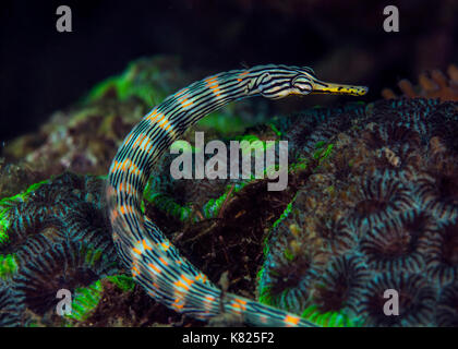 Messmate pipefish nastrati su green fluorescent Symphyllia corallo. Stretto di Lembeh, Indonesia. Foto Stock