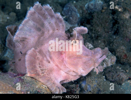 Paddle-lembo scorfani (Rhinopias eschmeyeri). Ad Ambon, Indonesia. Foto Stock