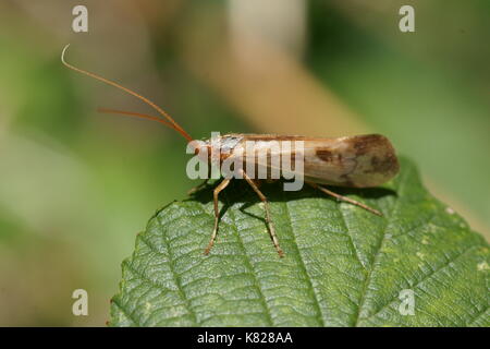 Caddis fly Foto Stock